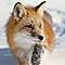������ ��� J.Fox