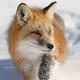 ������ ��� J.Fox