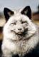 ������ ��� Dusty Fox